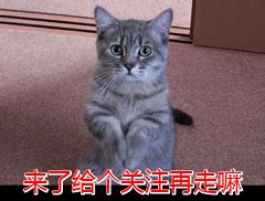 猫来家好吗|自来猫好不好？猫咪主动找上门的5大原因